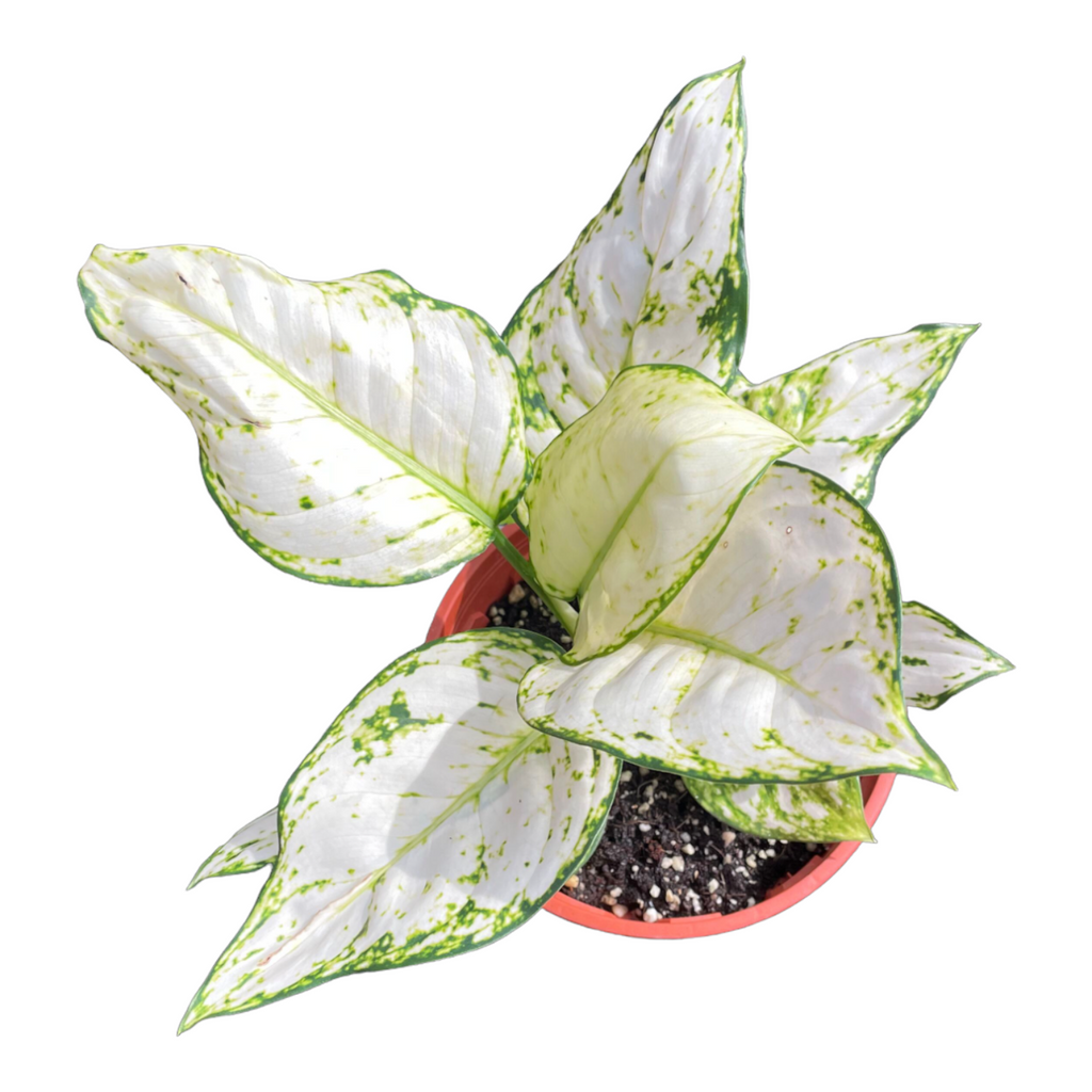 Aglaonema 'White Joy', Chinese Evergreen (0.25m)
