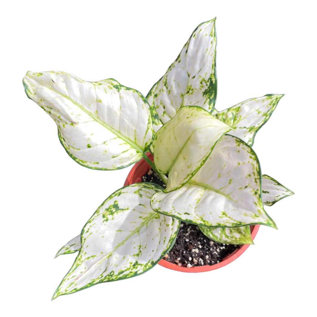 Aglaonema 'White Joy' in Grey Matt Spherical Pot