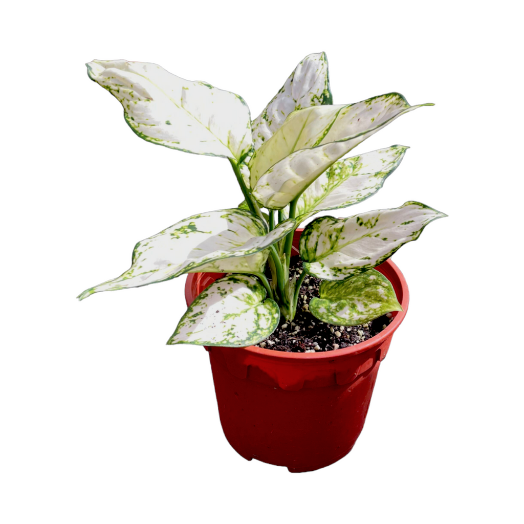 Aglaonema 'White Joy', Chinese Evergreen (0.25m)