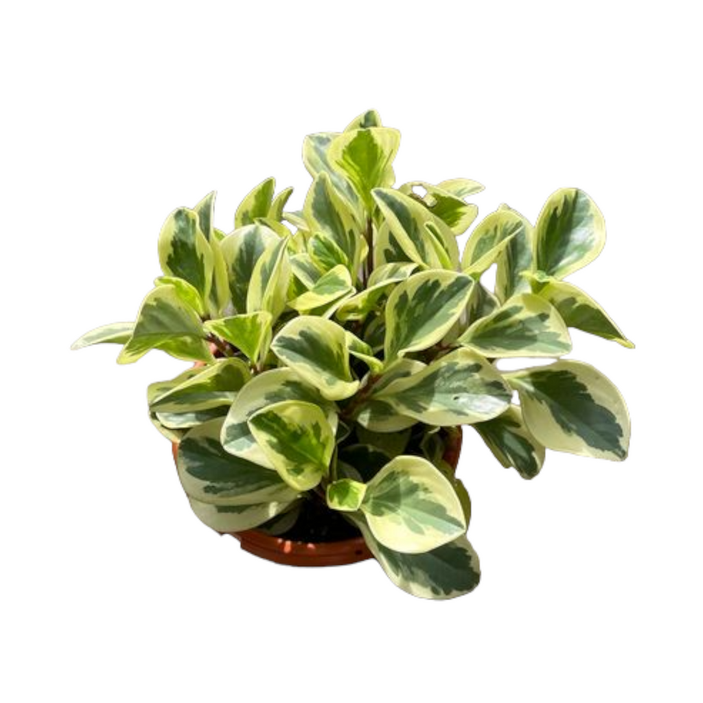 Peperomia obtusifolia variegata, Variegated Baby Rubber Plant (0.3m)