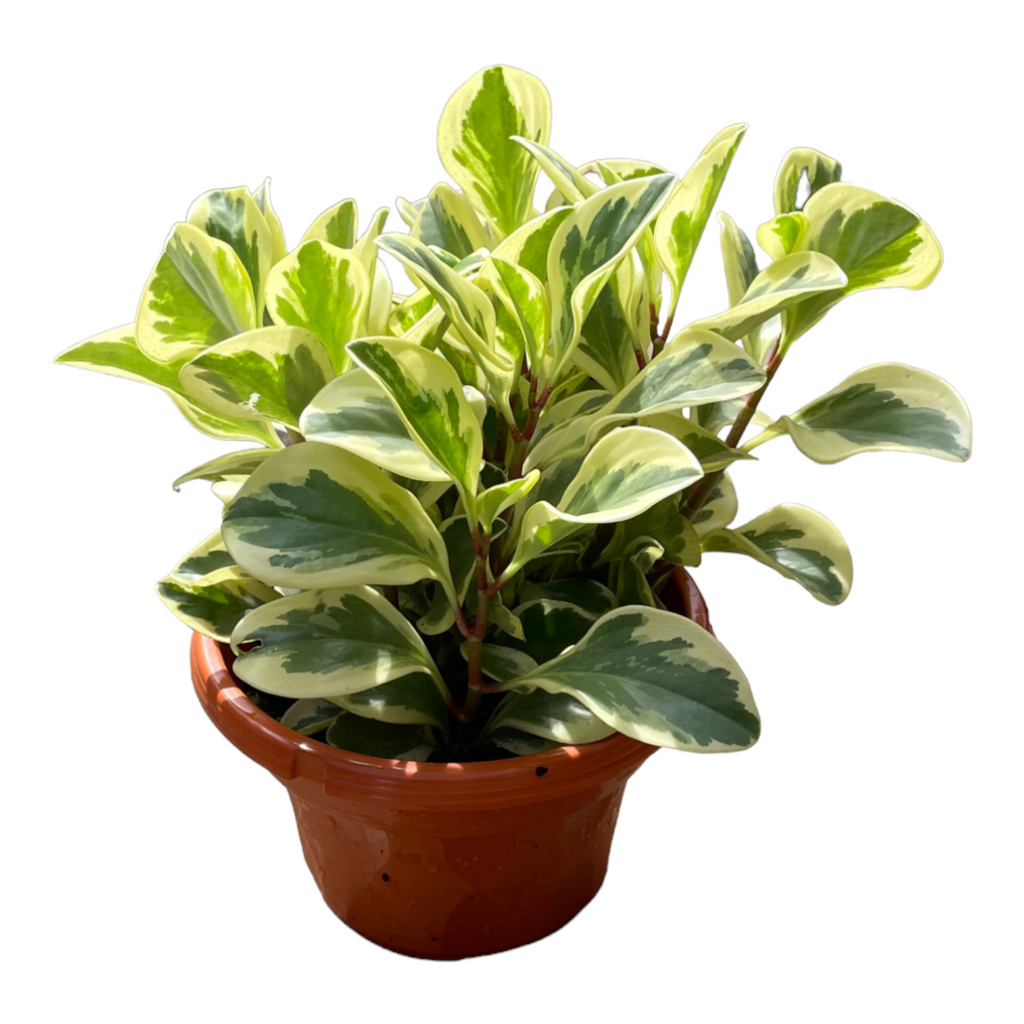 Peperomia obtusifolia variegata, Variegated Baby Rubber Plant (0.3m)