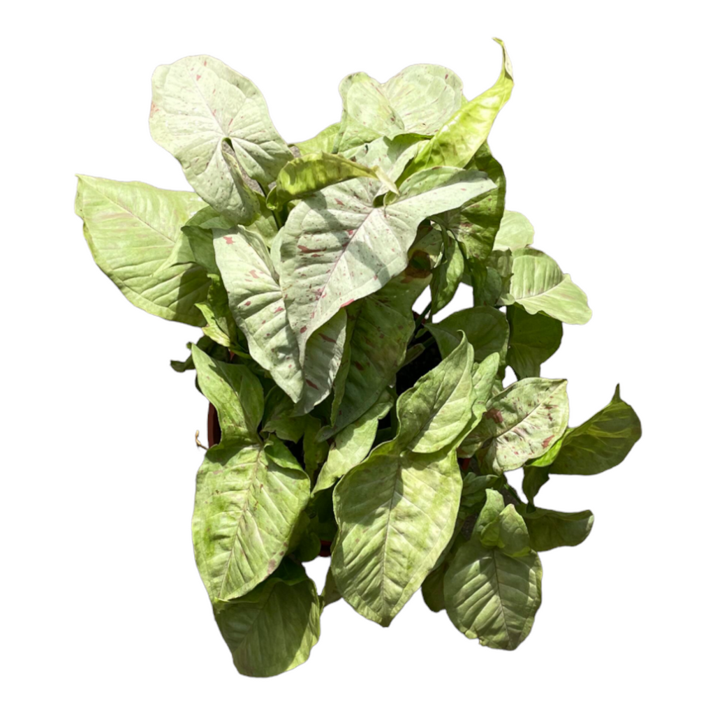 Syngonium 'Milk Confetti' in Leaf Green B For Soft Round 18cm (0.3m)