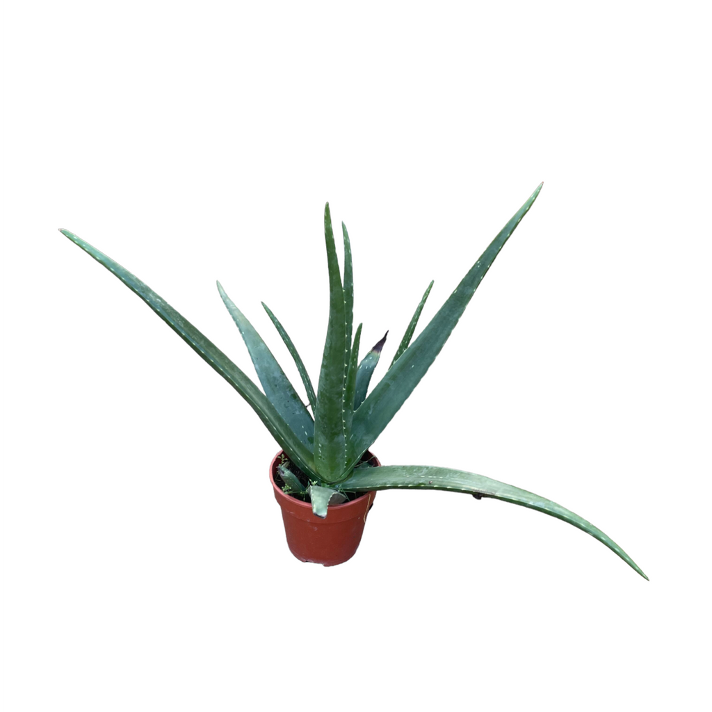 Aloe Vera, Barbados Aloe, Medicinal Aloe, Burn Plant (0.5m)