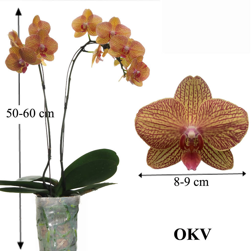 Phalaenopsis OKV (0.6m)