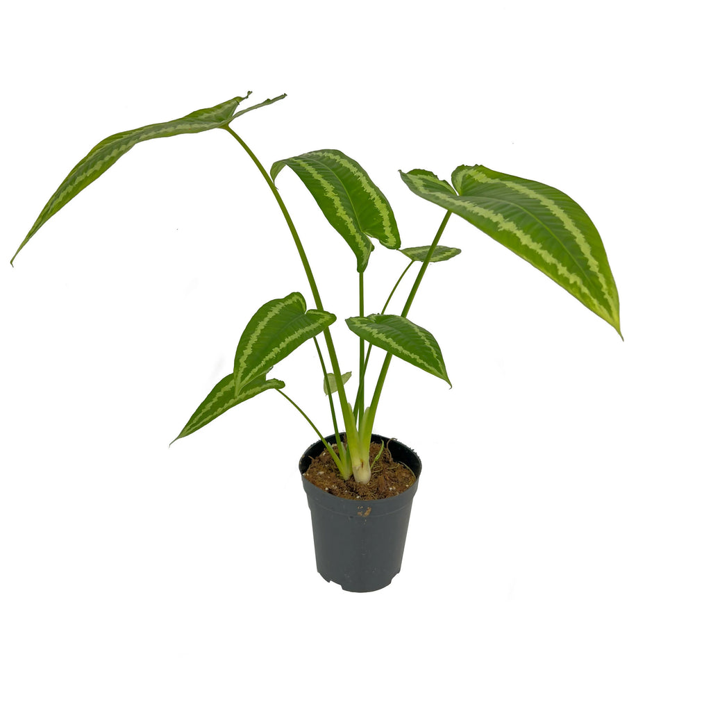 Schismatoglottis Wallichii (0.5m)