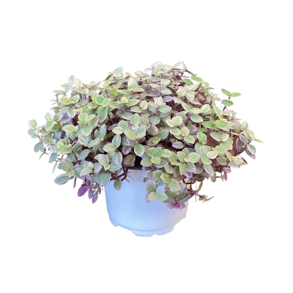 Callisia repens 'Pink Lady', Turtle Vine 彩虹怡心草 (0.11m)