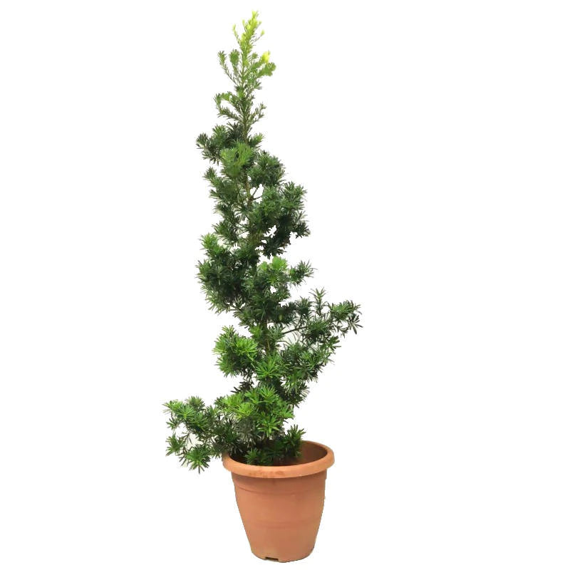 Podocarpus macrophyllus, Yew plum pine, Buddhist pine (2m)