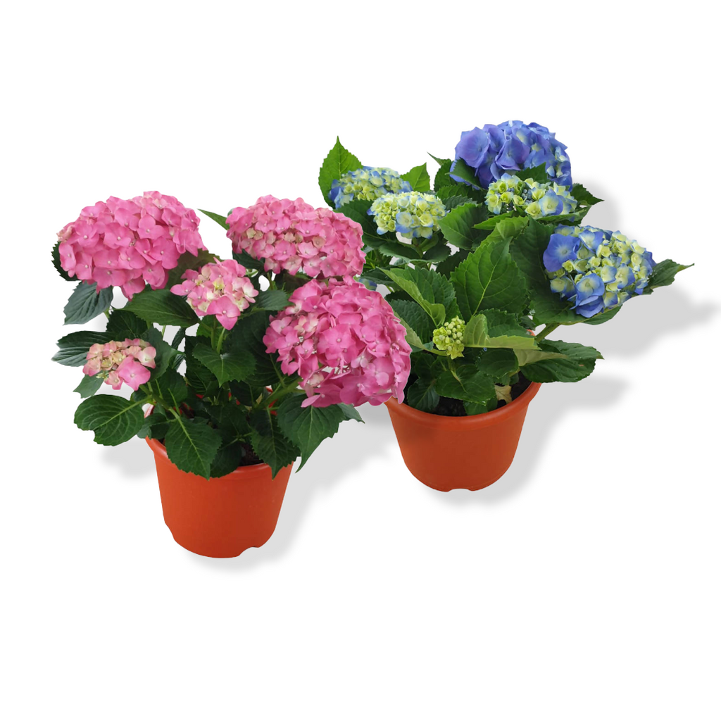 Hydrangea macrophylla, Assorted Colour Hydrangea (0.30mH)