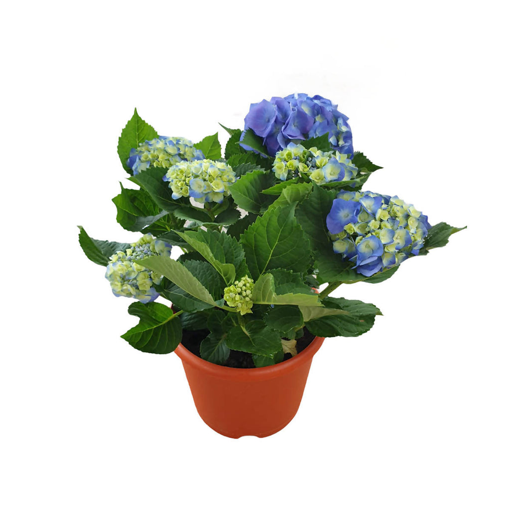Hydrangea macrophylla, Assorted Colour Hydrangea (0.30mH)