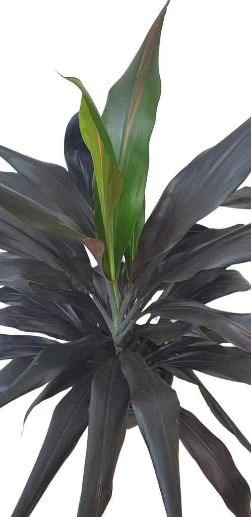 Cordyline Black, Goodluck Plant (1.1mH)