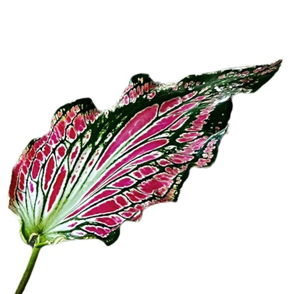 Caladium 'Thai Beauty' (0.3m)