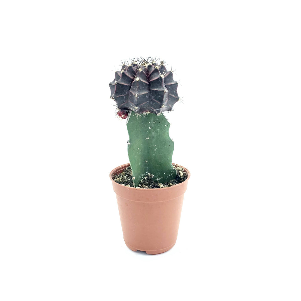 Cactus grafted, Assorted(0.08m)