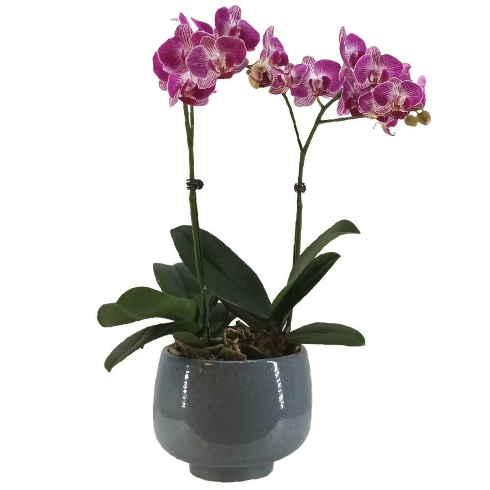 2 Mini Phalaenopsis in Pot