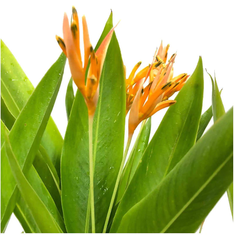 Heliconia 'American Dwarf' (0.8m)