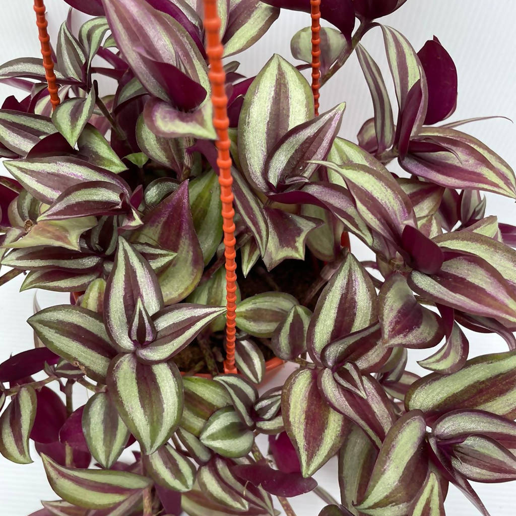 Tradescantia Zebrina (hanging) (.4mH) Tradescantia Zebrina (hanging) (.4mH)