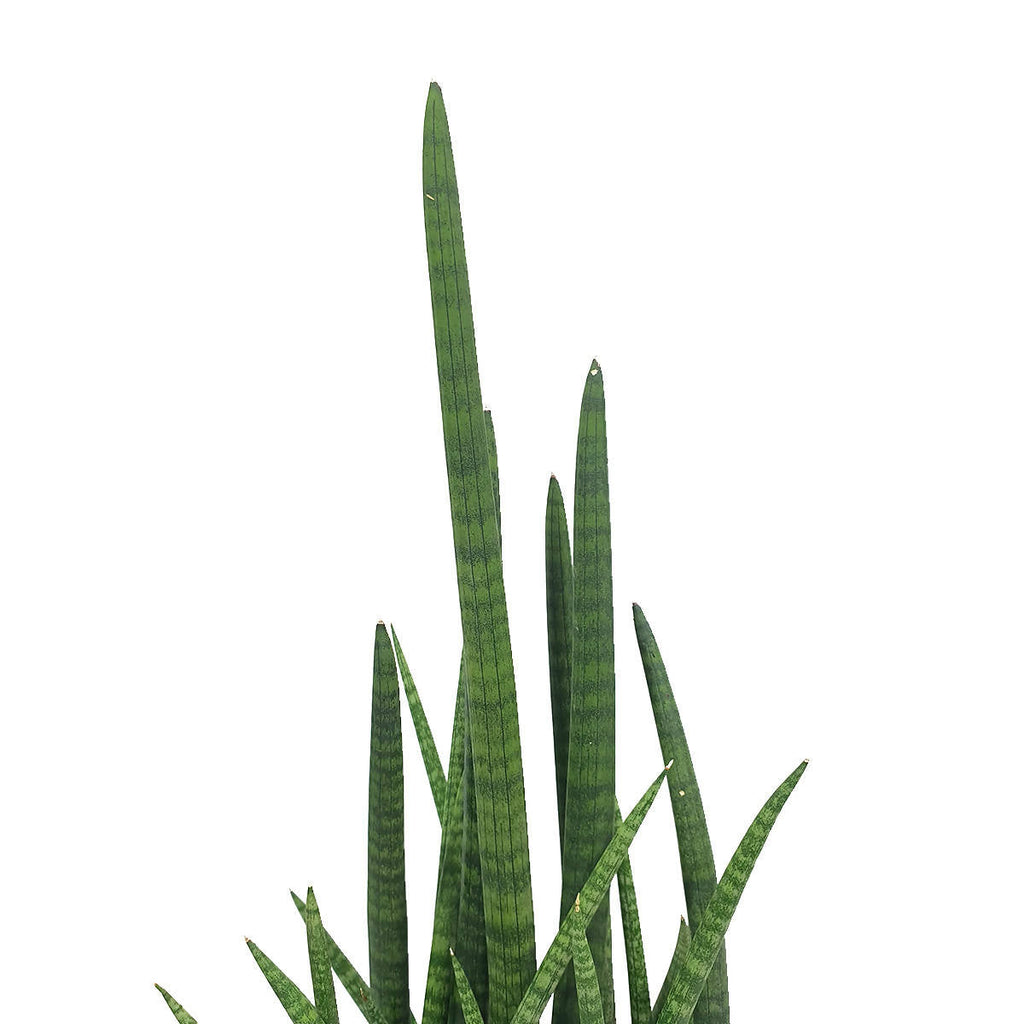 Sansevieria Cylindrica in Leaf Green B For Soft Round 18cm (0.6m)