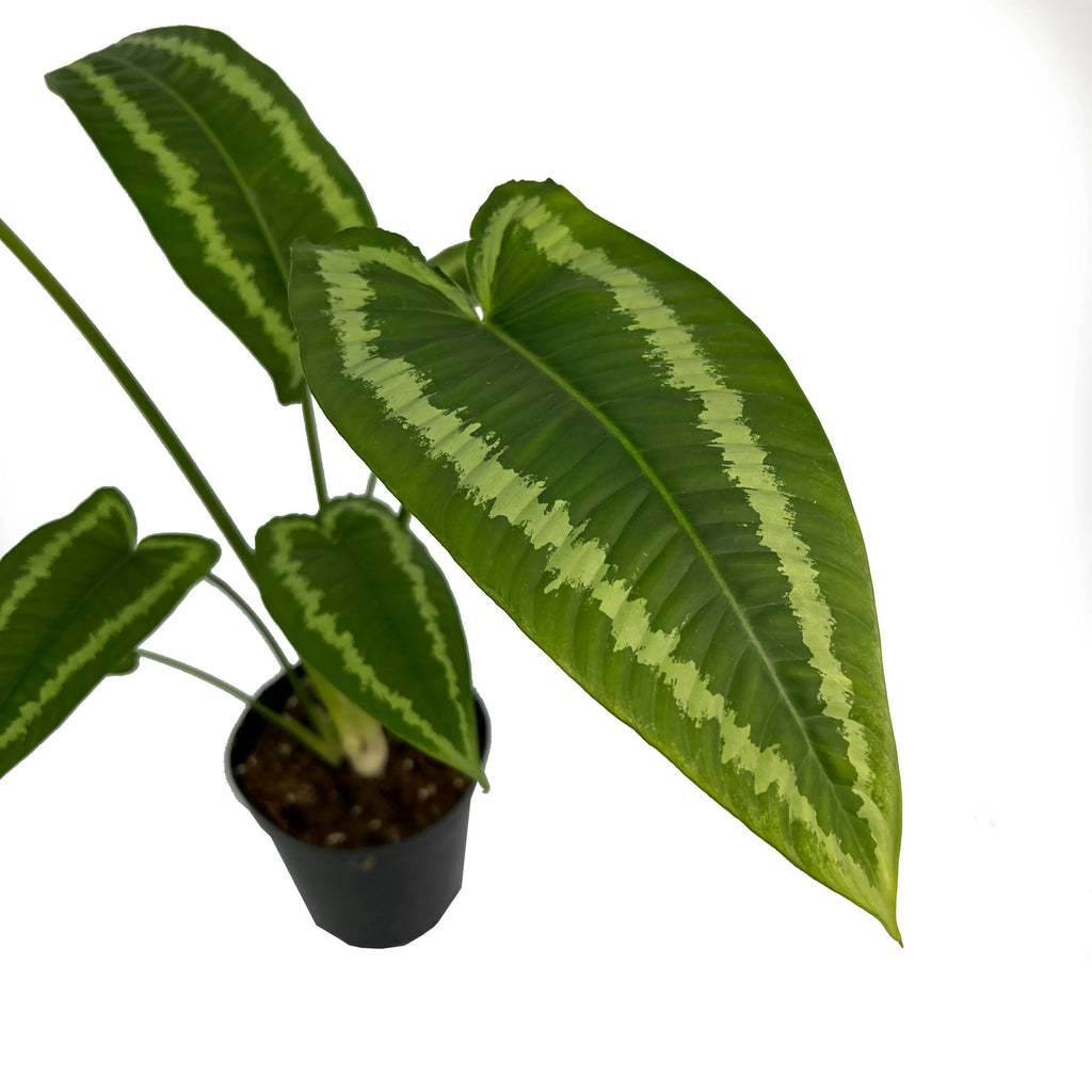 Schismatoglottis Wallichii (0.5m)