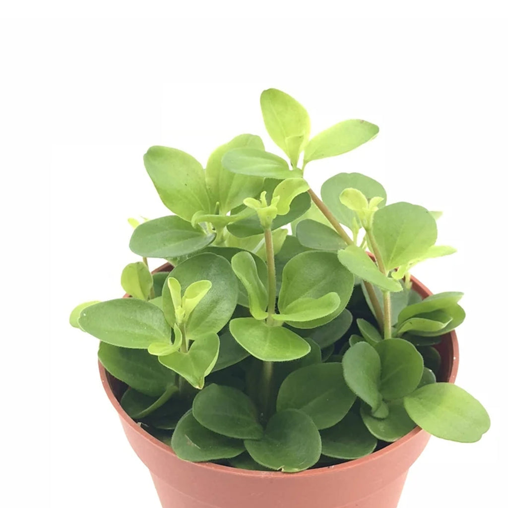 Peperomia rotundifolia in White Brussels Round Mini 9.5cm (0.05m)