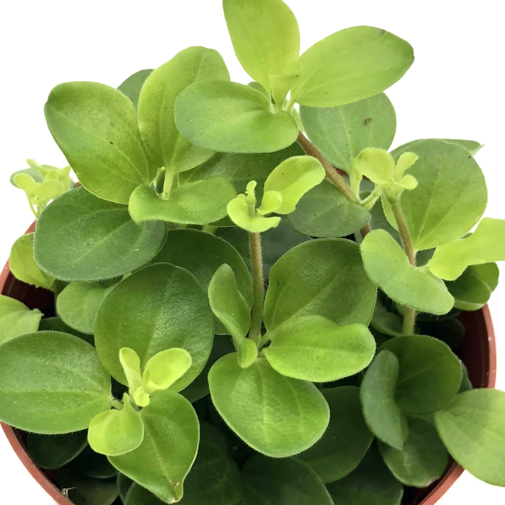 Peperomia rotundifolia in White Brussels Round Mini 9.5cm (0.05m)