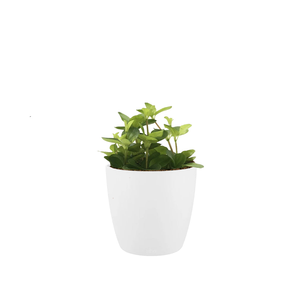 Peperomia rotundifolia in White Brussels Round Mini 9.5cm (0.05m)