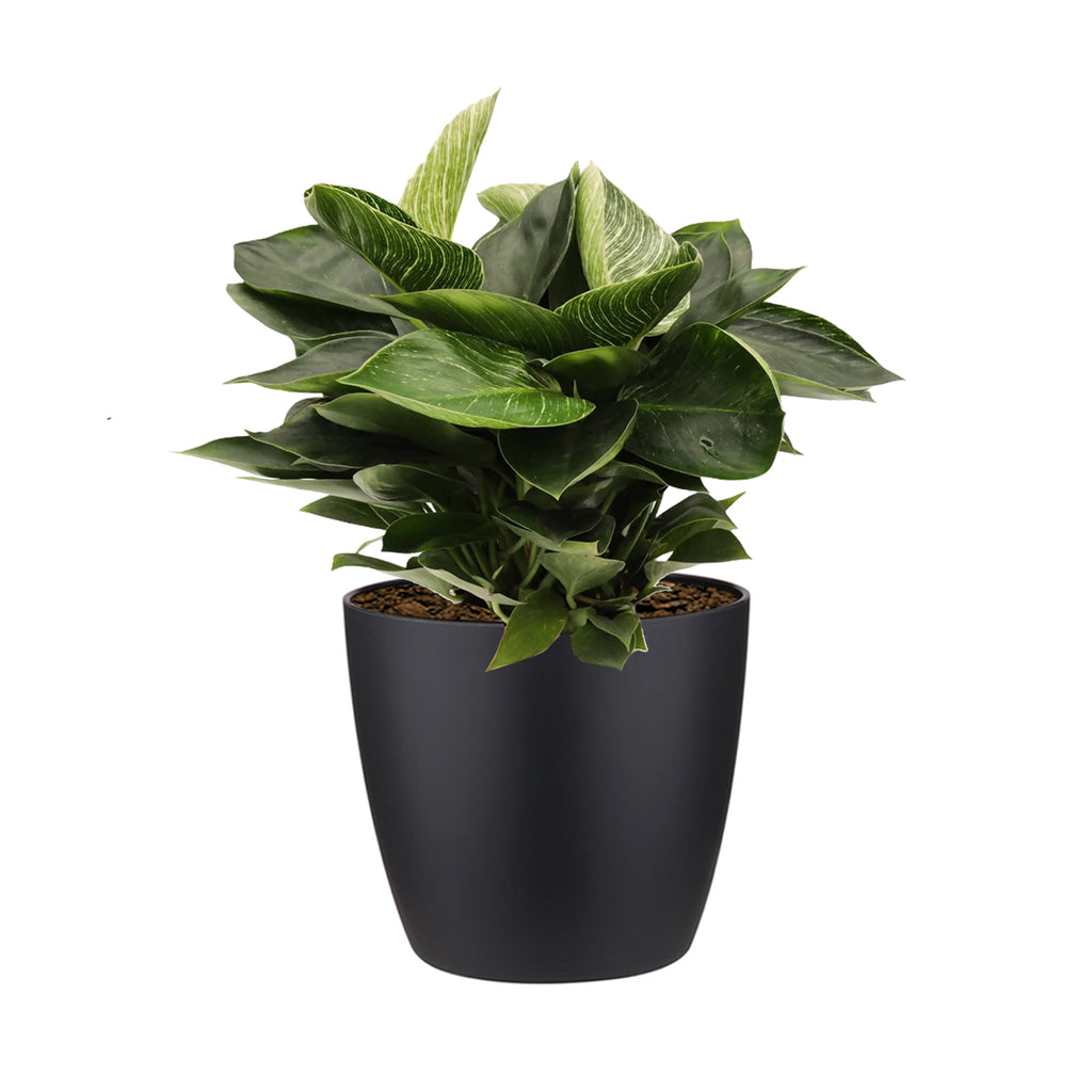 Philodendron Birkin in Living Black Brussels Round 16cm (0.3m)