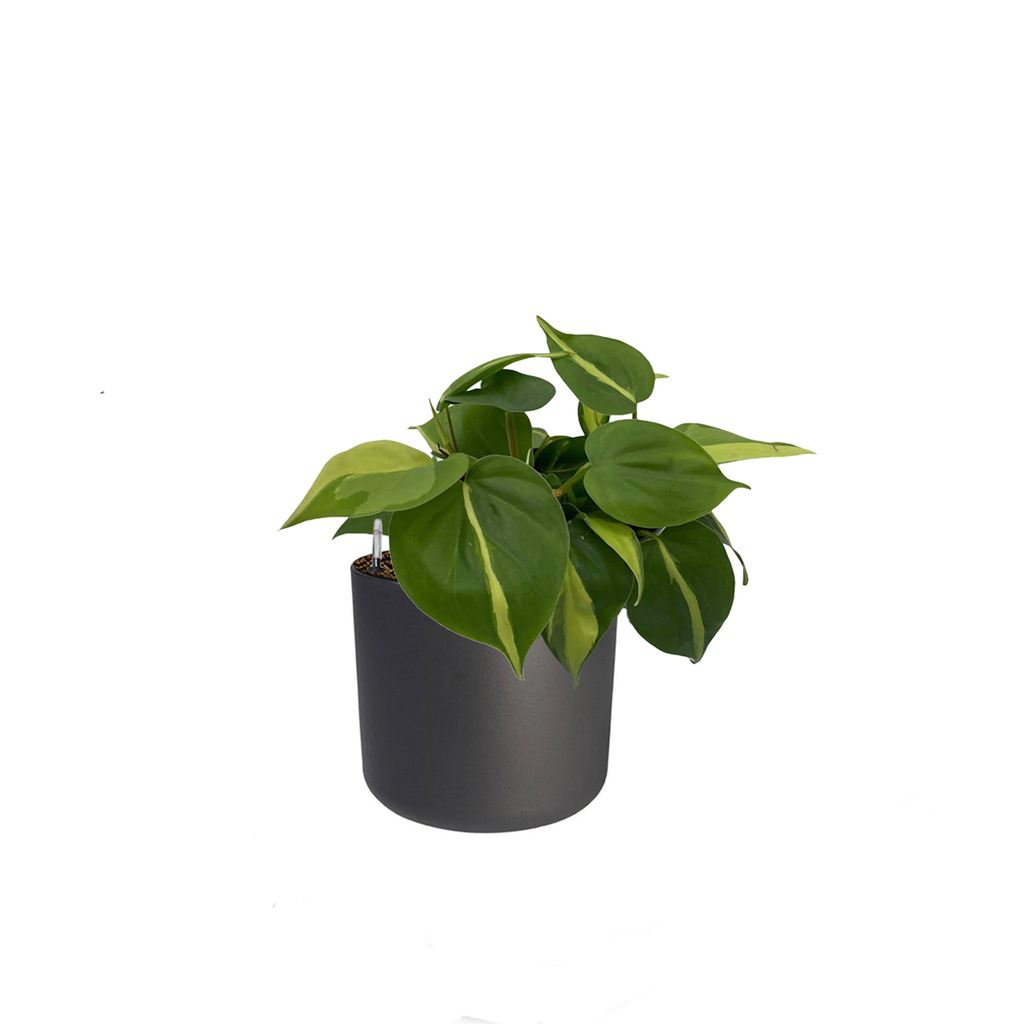 Philodendron Scandens Variegated in Anthracite B. for soft round 14cm (0.15m)
