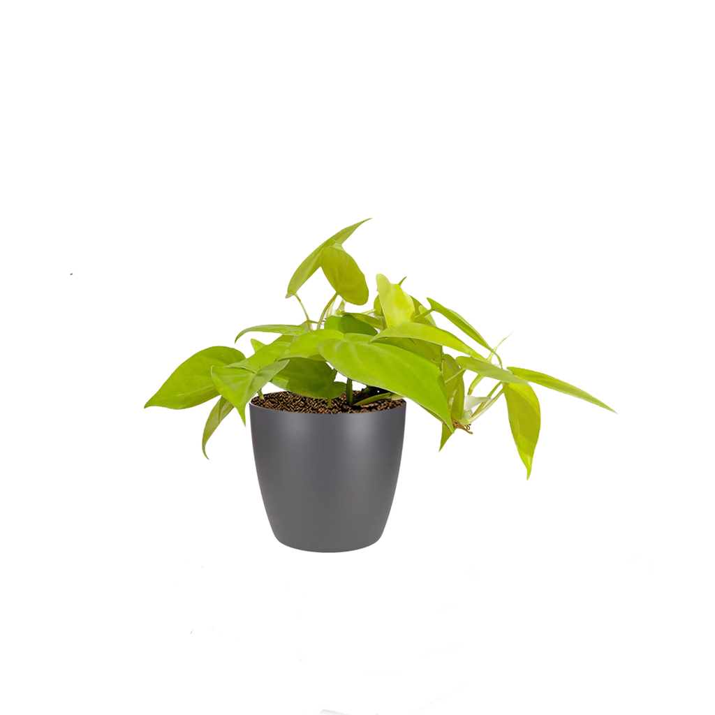 Philodendron Scandens 'Gold' in Anthracite Brussels Round Mini 12.5cm