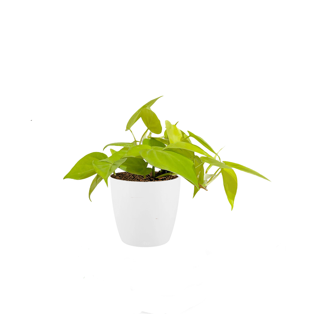 Philodendron Scandens 'Gold' in White Brussels Round Mini 12.5cm