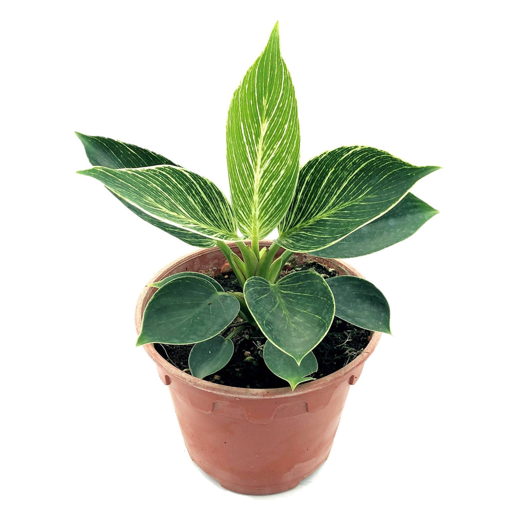 Philodendron Birkin (0.15m)