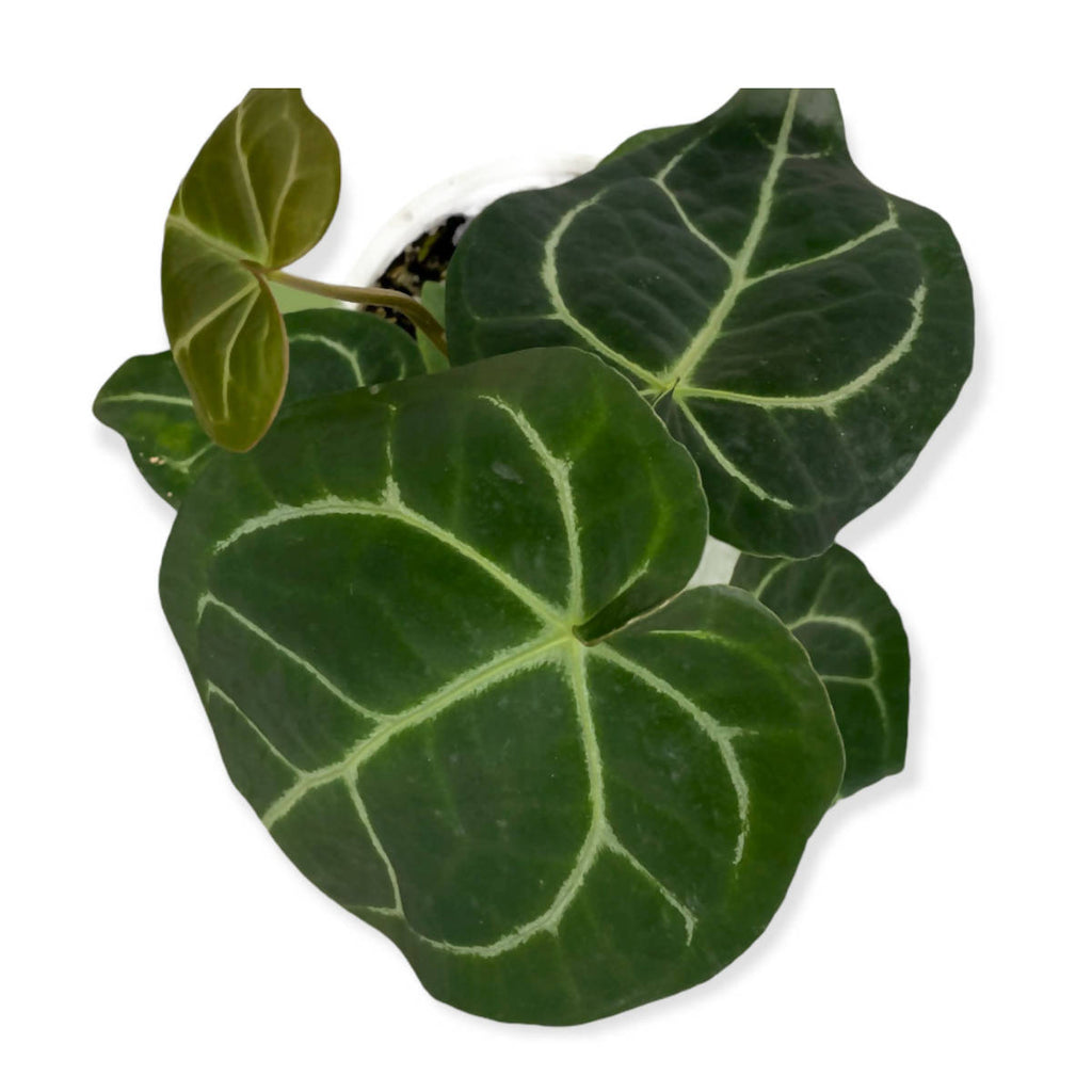 Anthurium Crystallinum (0.3m)
