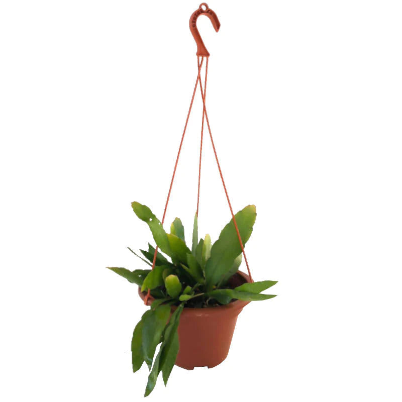 Epiphyllum Oxypetalum, Queen of the Night (Hanging) (0.35m)