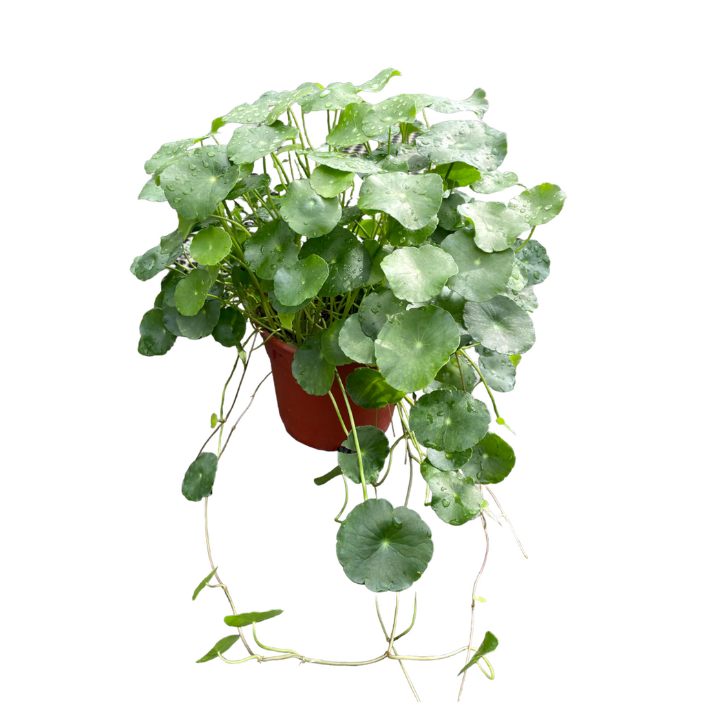 Hydrocotyle vulgaris, Pegaga, Pennywort (0.25m)