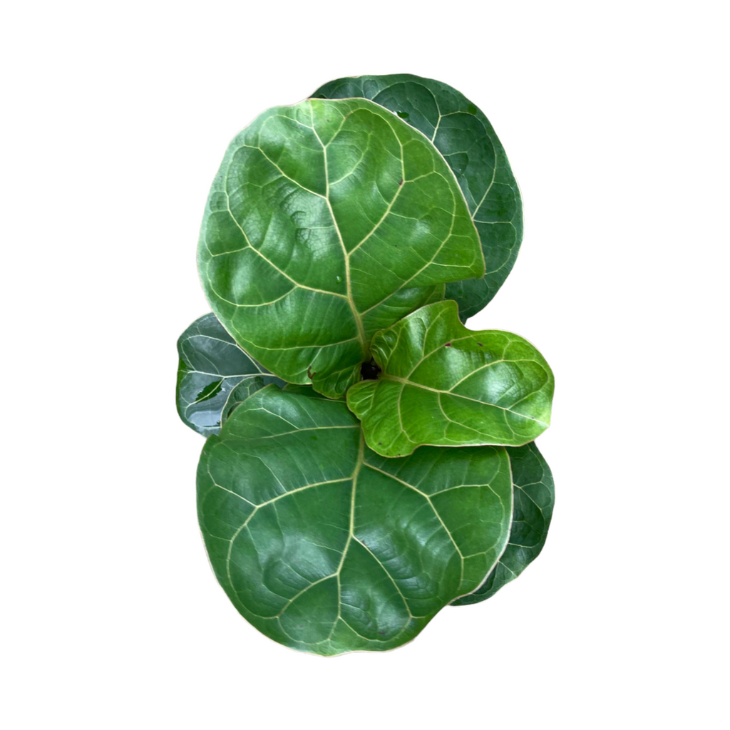 Ficus lyrata, Fiddle-leaf fig (0.55m)