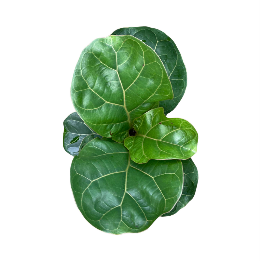 Ficus lyrata in White Square Cylinder Tall Pot