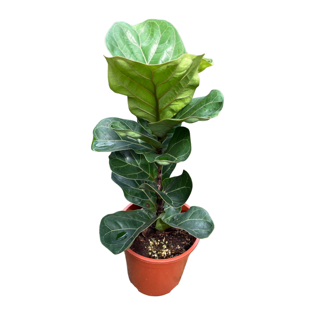 Ficus lyrata in White Square Cylinder Tall Pot