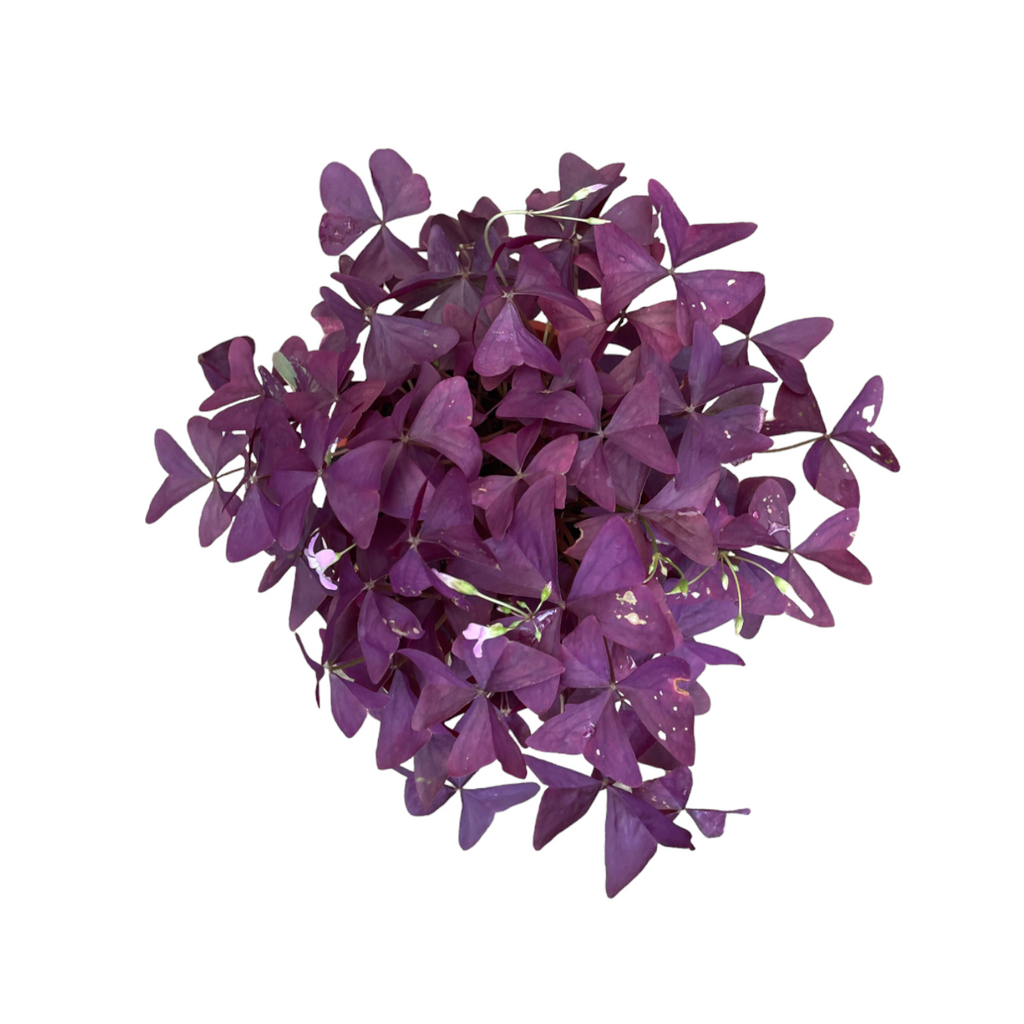 Oxalis triangularis, Purple Shamrock (0.25m)