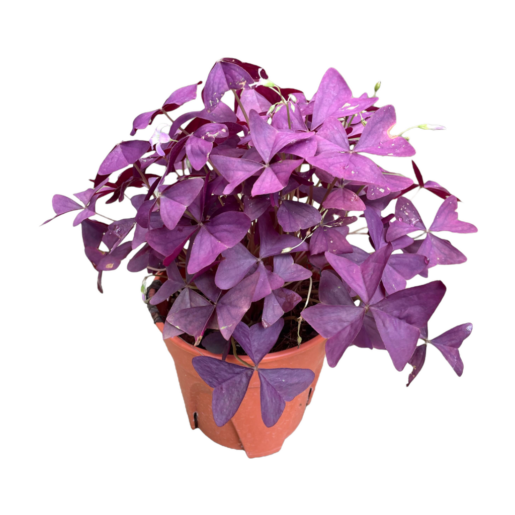 Oxalis triangularis, Purple Shamrock (0.25m)