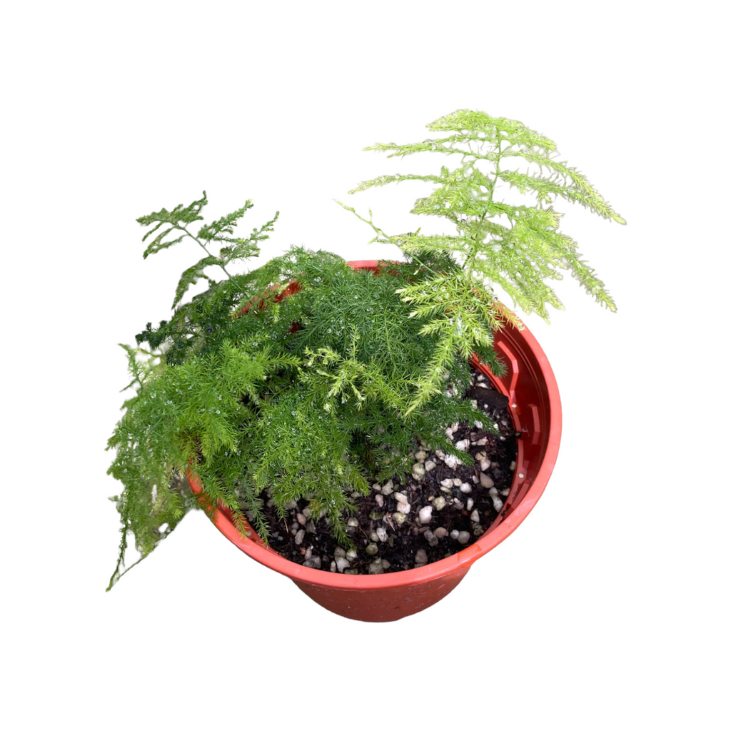Asparagus setaceus, Lace Fern, Asparagus fern (0.2m)