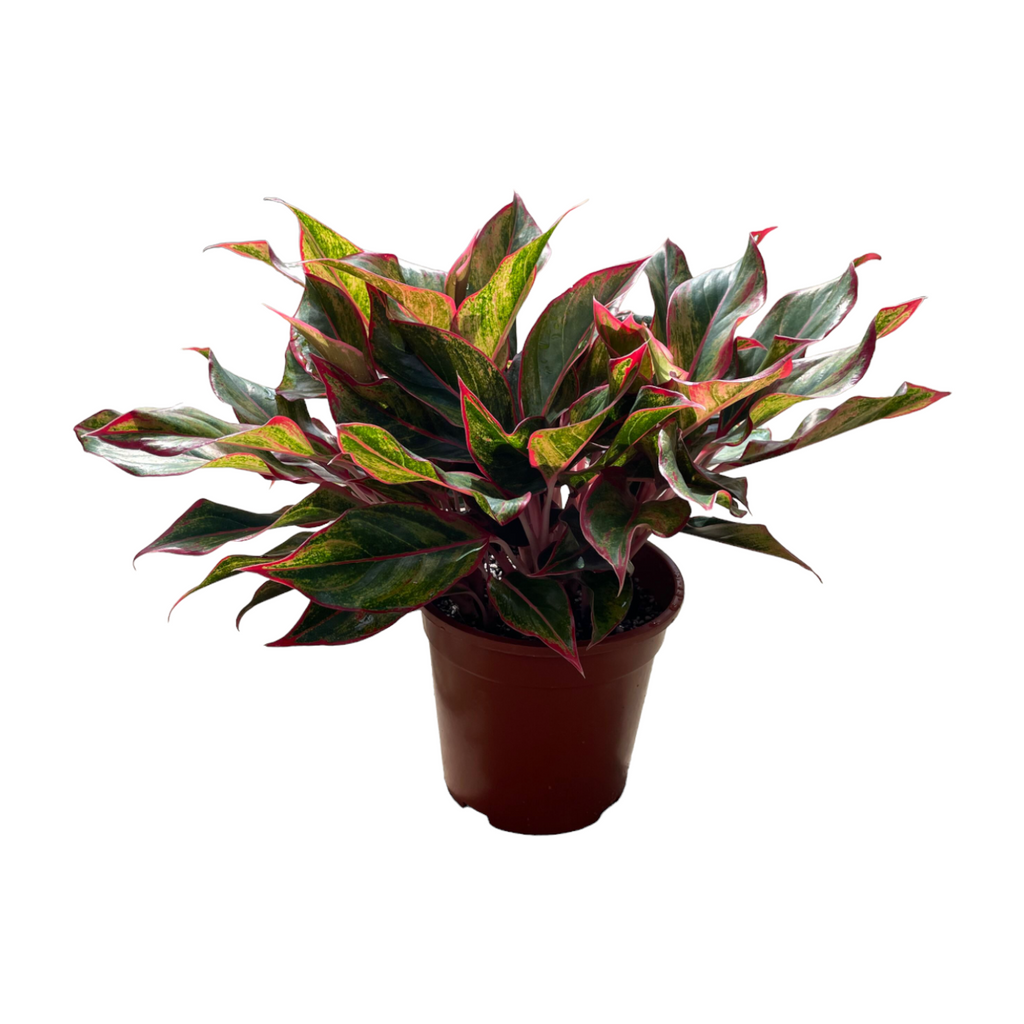 Aglaonema Red Siam, Red Siam Chinese Evergreen (0.3m)