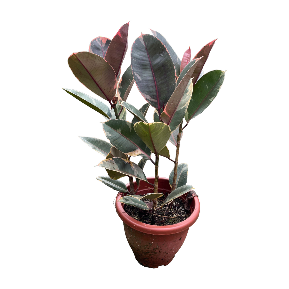 Ficus elastica 'Ruby' Rubber Tree 3in1 (0.7m) – Noah Garden Centre