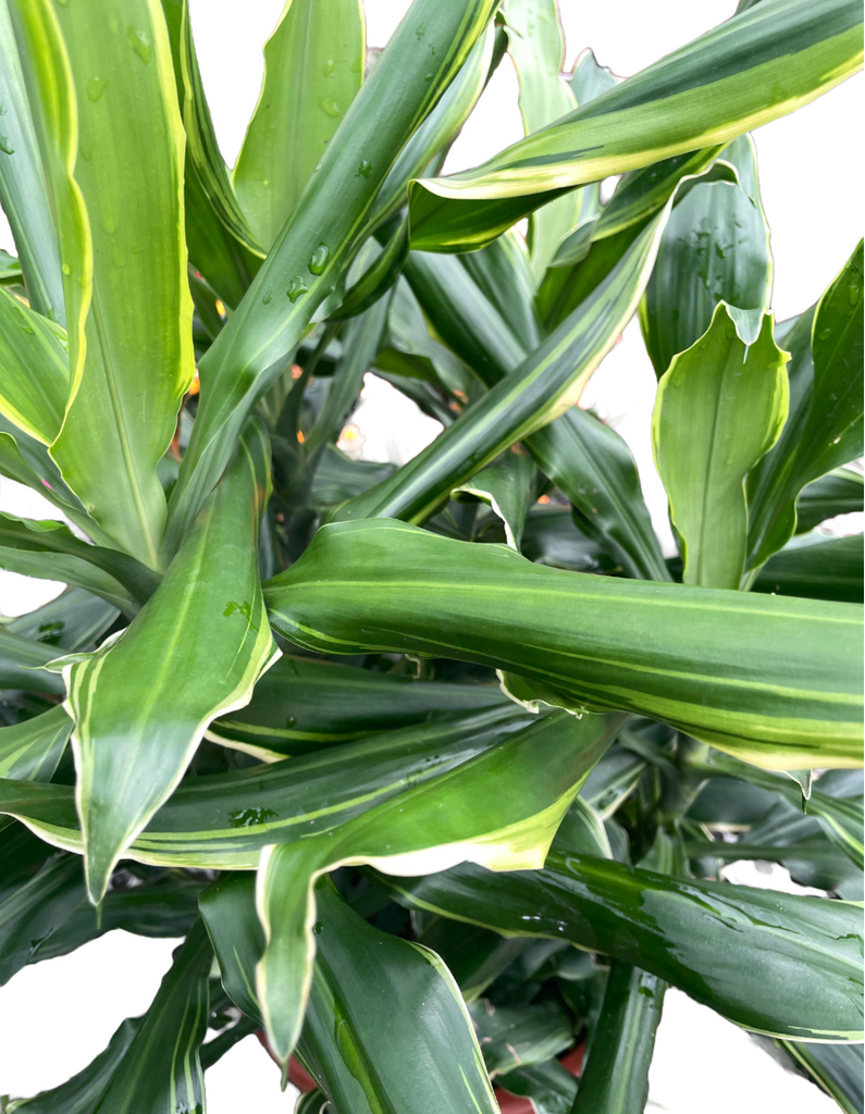 Dracaena fragrans ‘Dorado’ (0.6m)