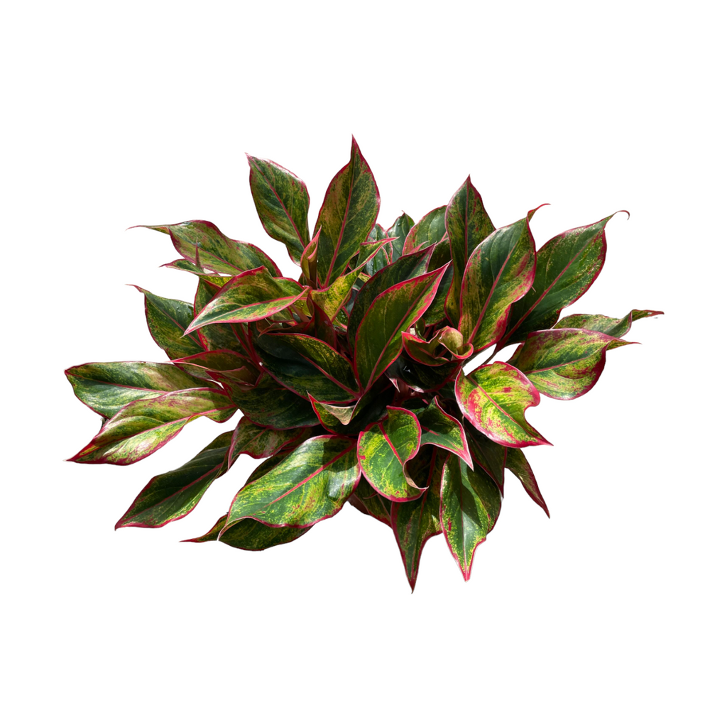 Aglaonema Red Siam, Red Siam Chinese Evergreen (0.3m)