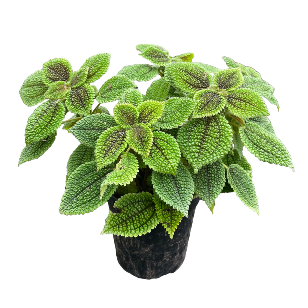 Pilea mollis 'Moon Valley' (0.25m)