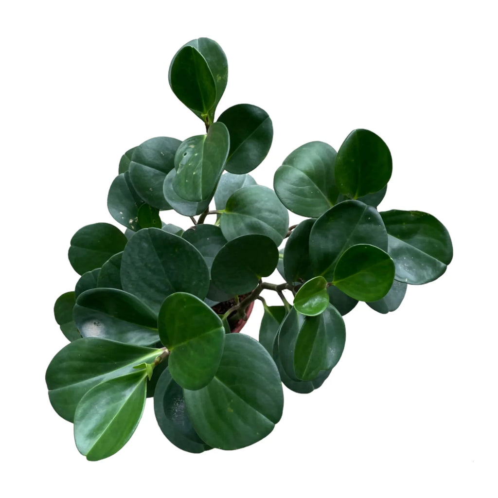 Peperomia Obtusifolia in Warm Grey B for Original (0.35m)