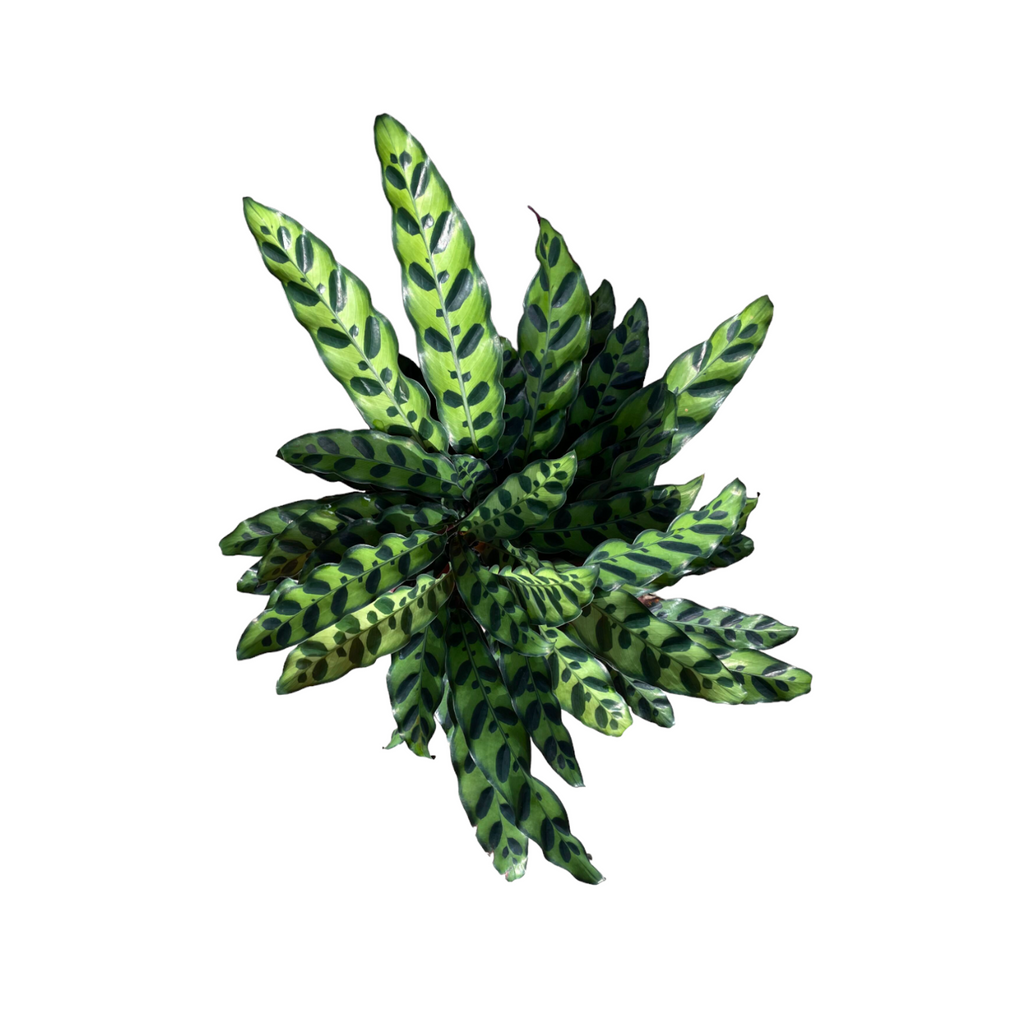 Calathea lancifolia, Rattlesnake Plant (0.35m)