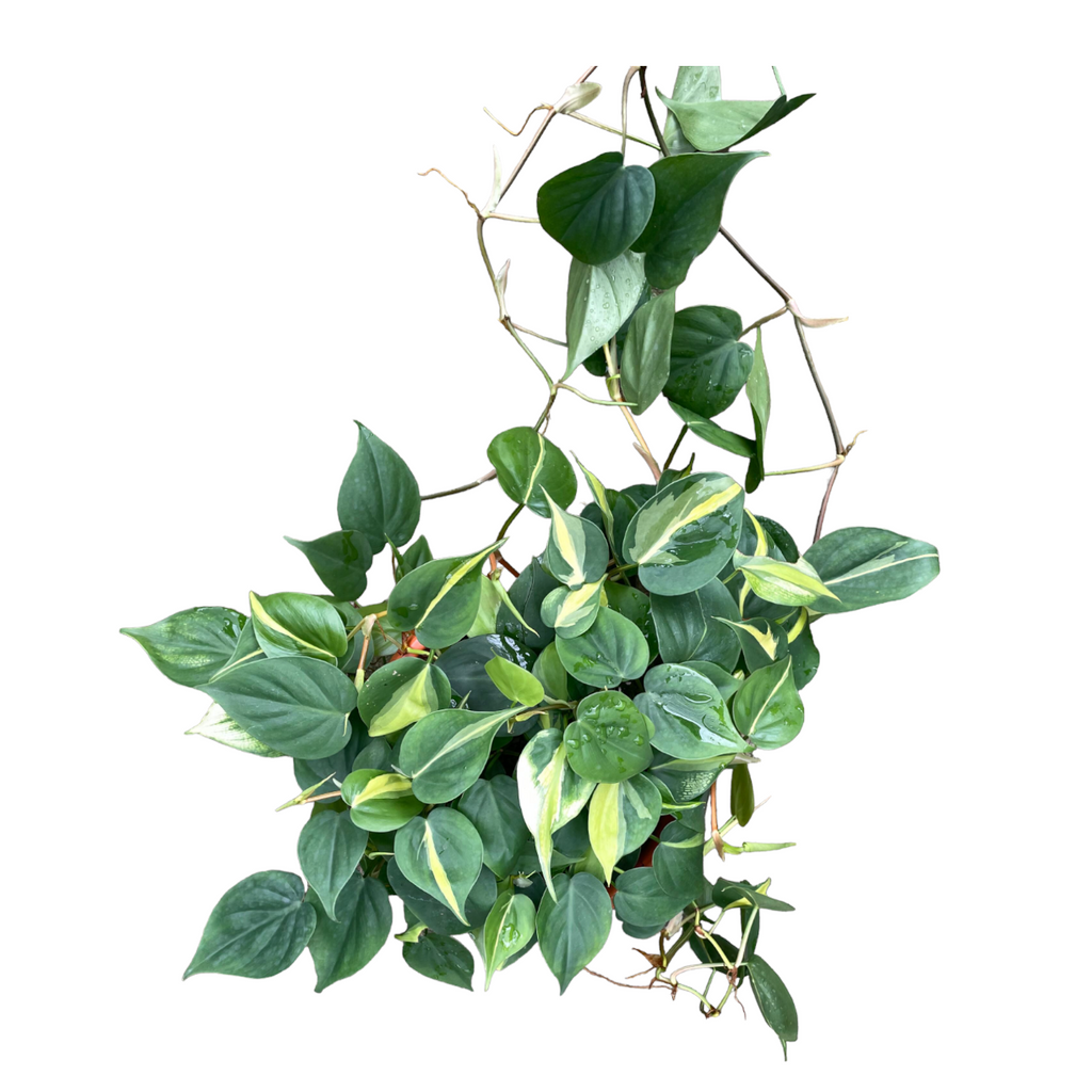 Philodendron scandens 'variegated' (0.3m)