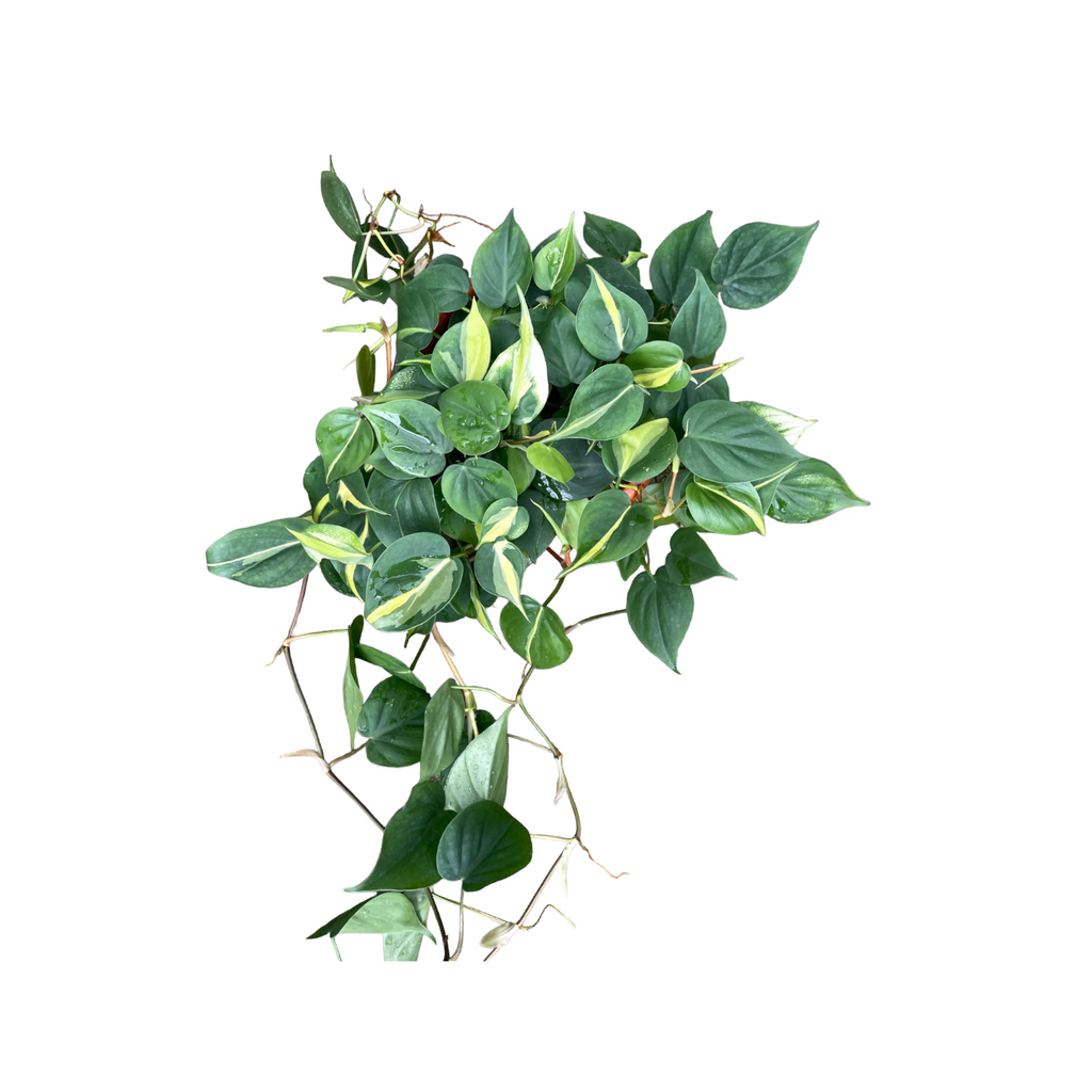 Philodendron scandens 'variegated' (0.3m)