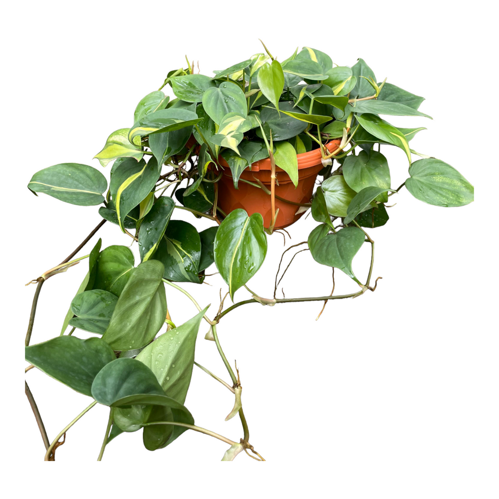 Philodendron scandens 'variegated' (0.3m)
