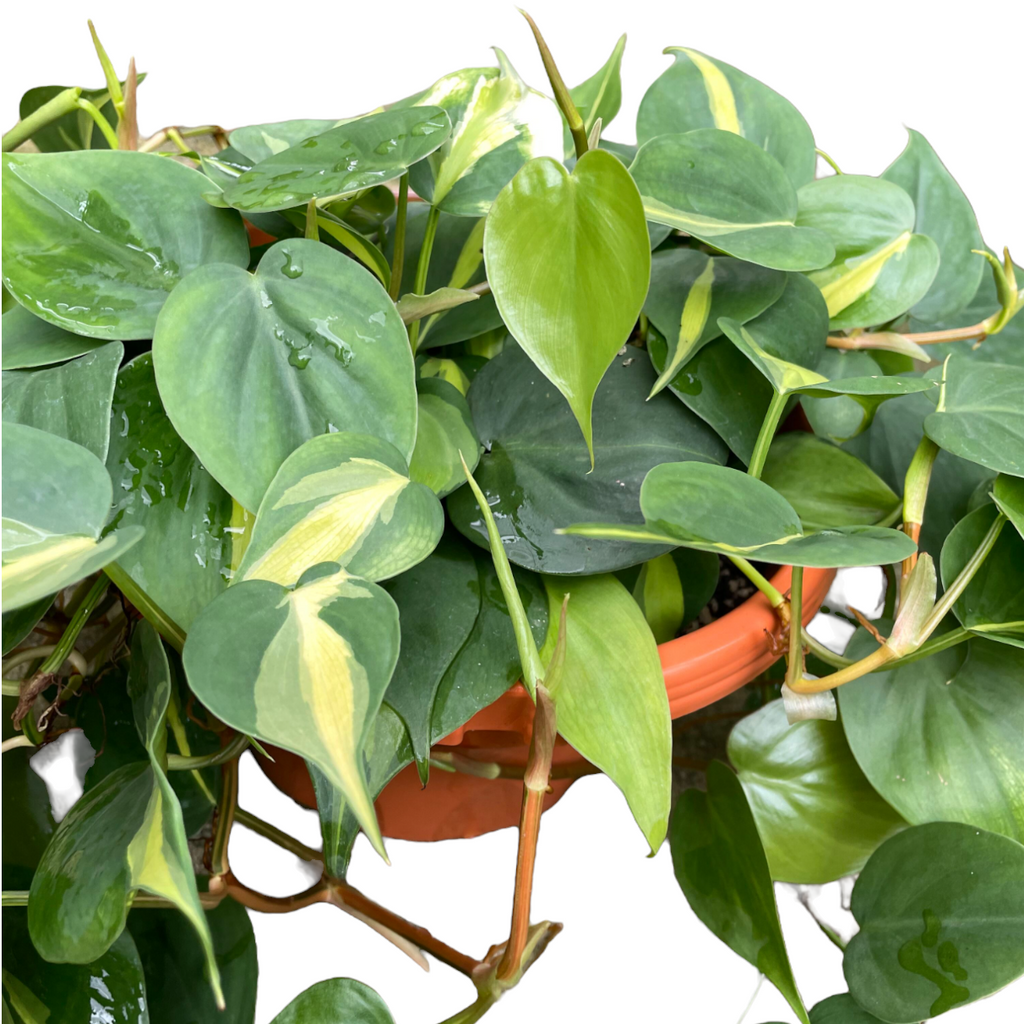 Philodendron scandens 'variegated' (0.3m)