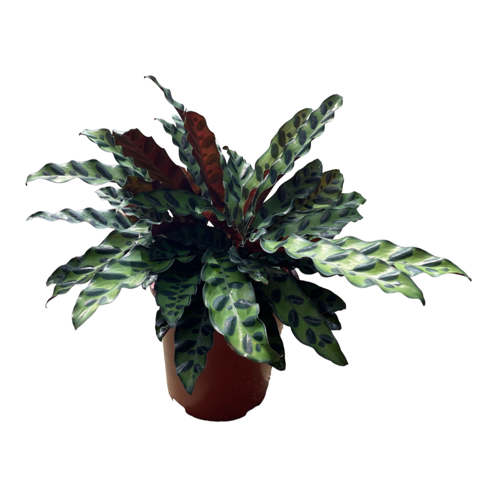 Calathea lancifolia, Rattlesnake Plant (0.35m)